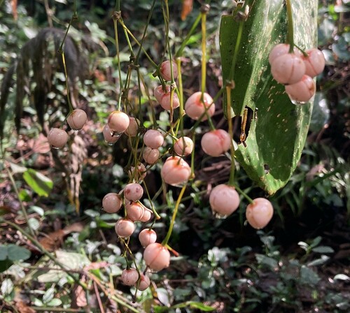 Marantochloa leucantha (Yoruba soft cane) — photo