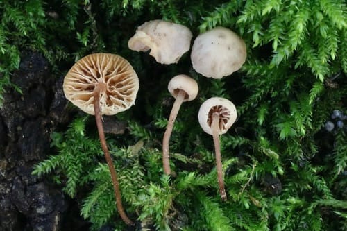 Marasmiellus ramealis (Twig parachute) — photo