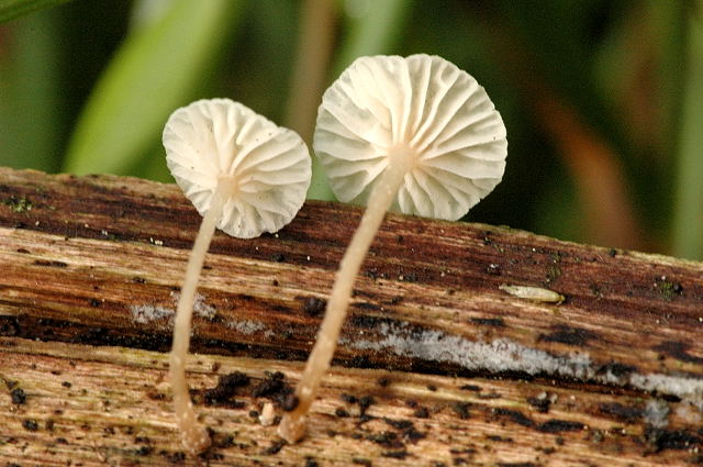 Marasmiellus ramealis