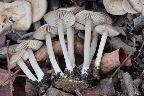Marasmius albogriseus — photo
