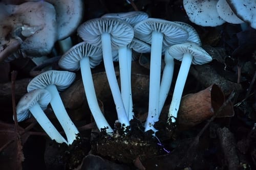 Marasmius albogriseus — photo
