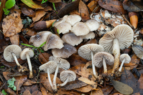 Marasmius albogriseus