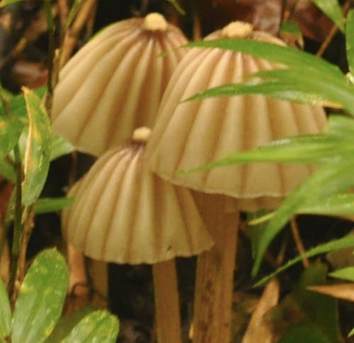 Marasmius bekolacongoli — photo