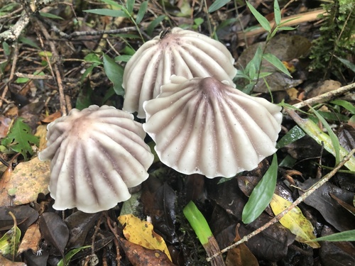 Marasmius bekolacongoli