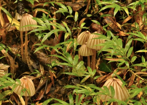 Marasmius bekolacongoli — photo