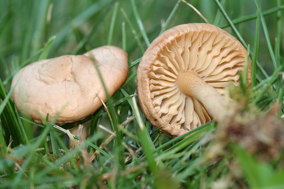 Marasmius caryophylleus — photo