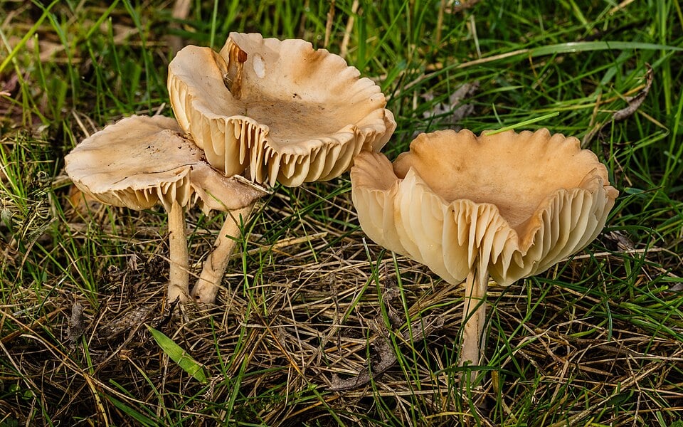 Marasmius caryophylleus