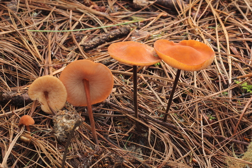 Marasmius cohaerens — photo