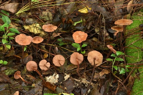 Marasmius cohaerens — photo