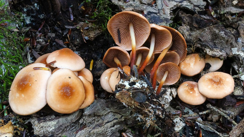 Marasmius cohaerens