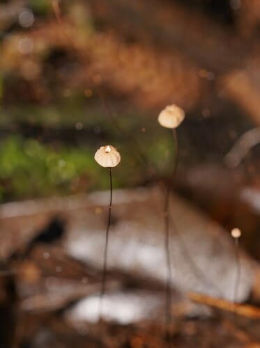 Marasmius crinis-equi — photo