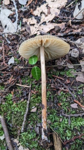 Marasmius maximus — photo