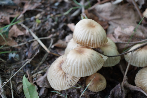 Marasmius maximus