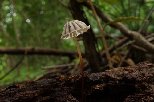 Marasmius purpureostriatus