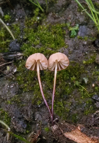 Marasmius siccus (Orange pinwheel) — photo