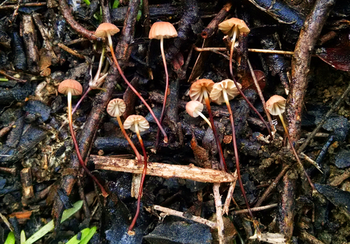 Marasmius siccus (Orange pinwheel) — photo