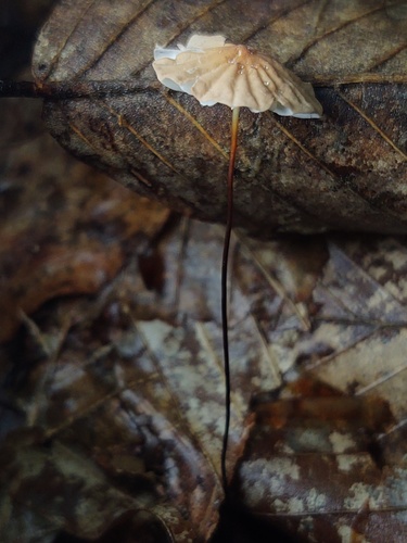 Marasmius siccus