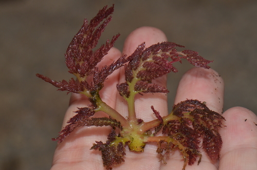 Marathrum foeniculaceum — photo