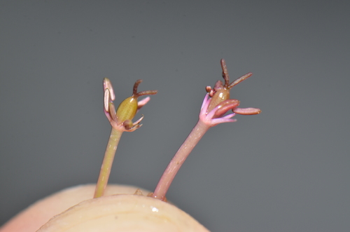 Podostemaceae