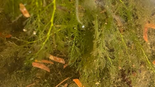 Marathrum foeniculaceum — photo