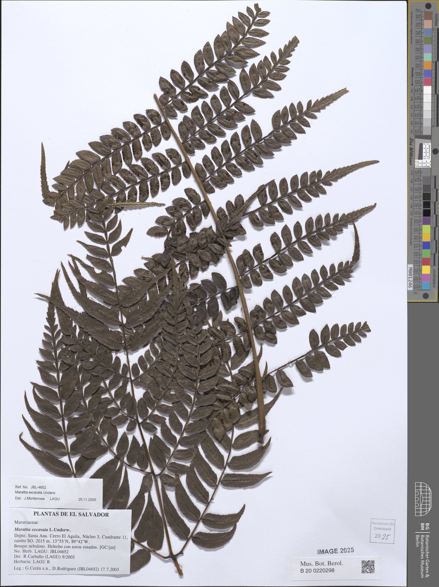 Marattia excavata — photo