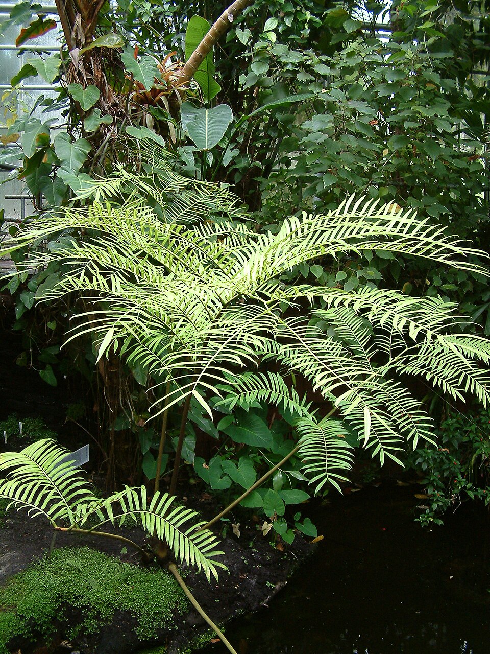 Marattia sp.