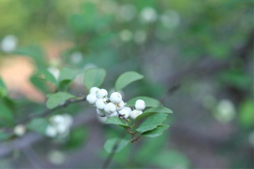 Margaritaria anomala — photo