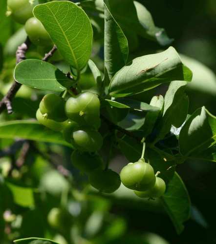 Margaritaria discoidea (Common pheasant-berry) — photo