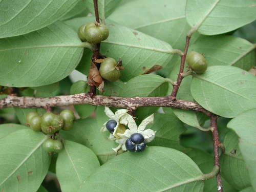 Margaritaria discoidea