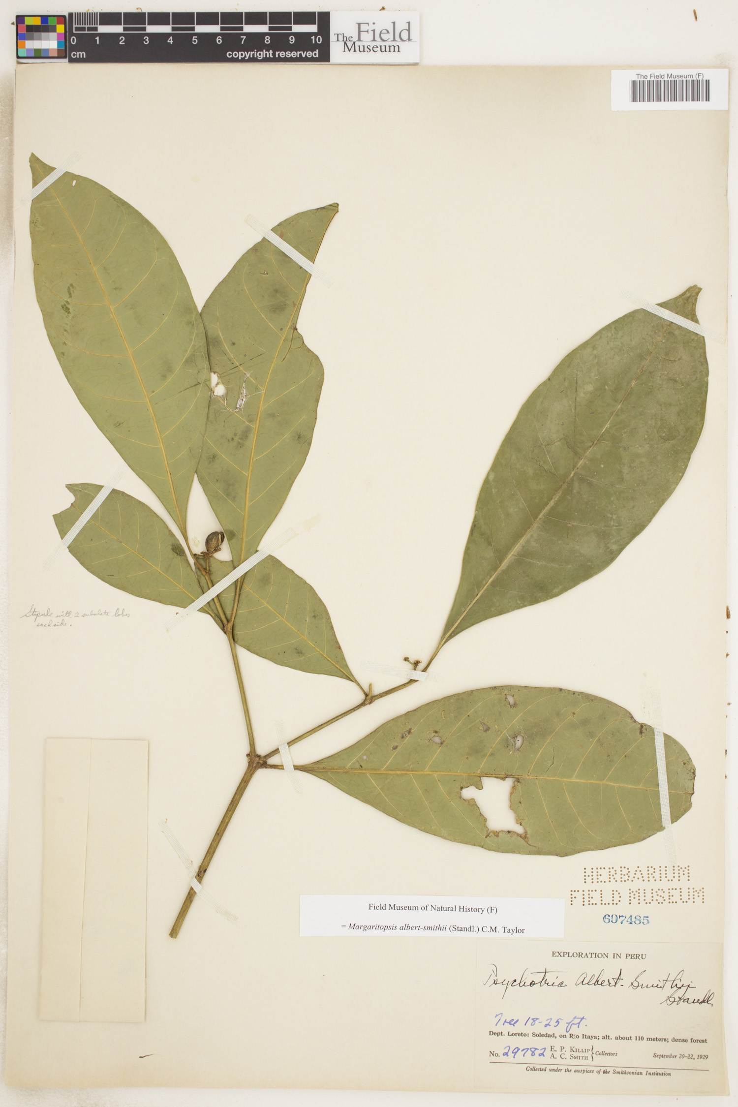 Margaritopsis albert-smithii — photo