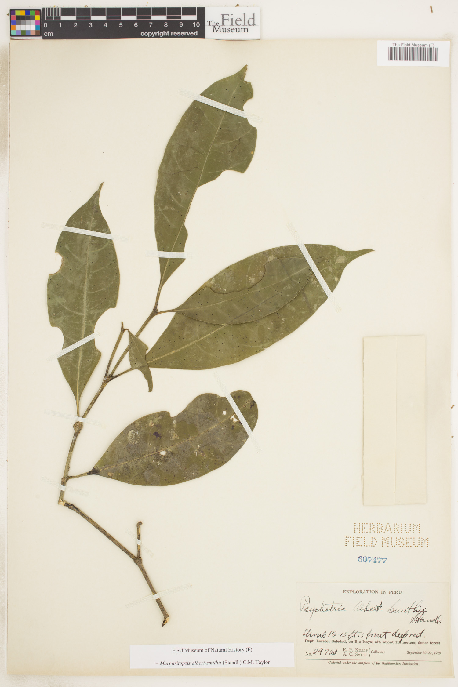 Margaritopsis albert-smithii — photo