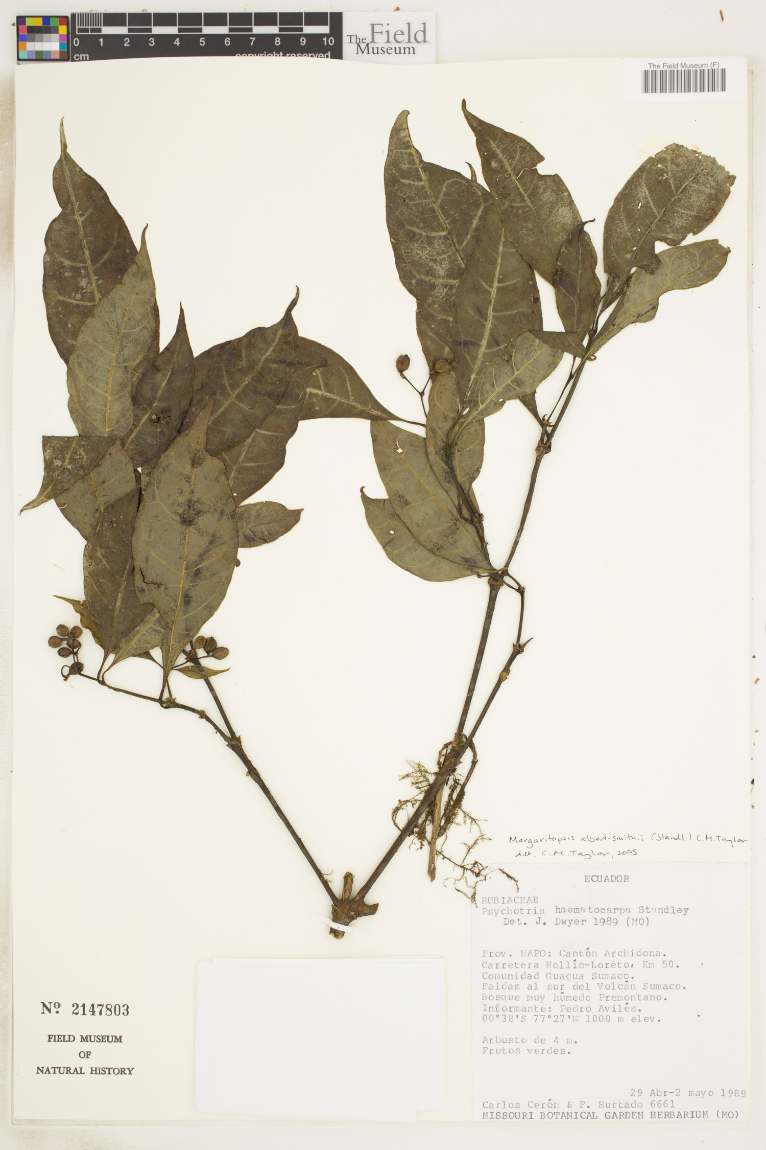 Margaritopsis albert-smithii