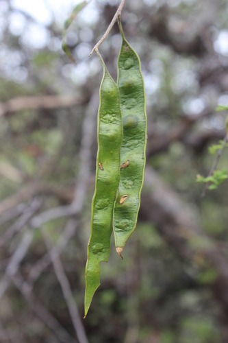 Mariosousa acatlensis — photo