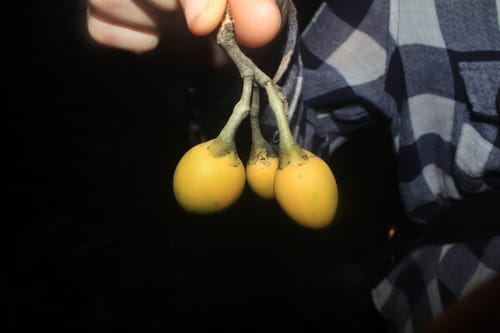 Maripa panamensis — photo