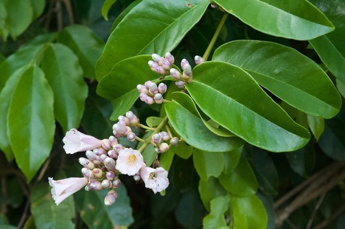Maripa panamensis