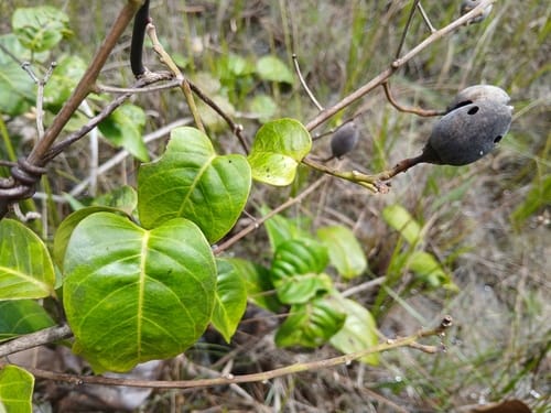 Maripa scandens (Monkey syrup) — photo