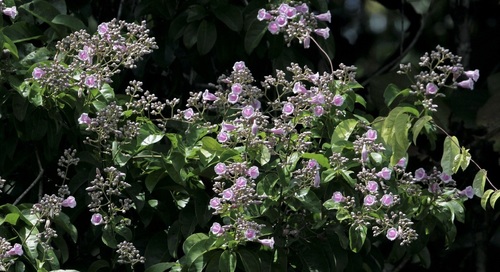 Maripa scandens