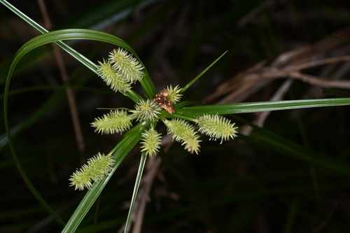 Mariscus cylindristachyus — photo
