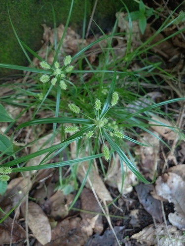 Mariscus cylindristachyus