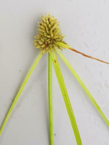 Mariscus dregeanus