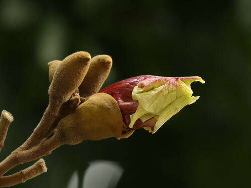 Markhamia stipulata (Markhamia tree) — photo