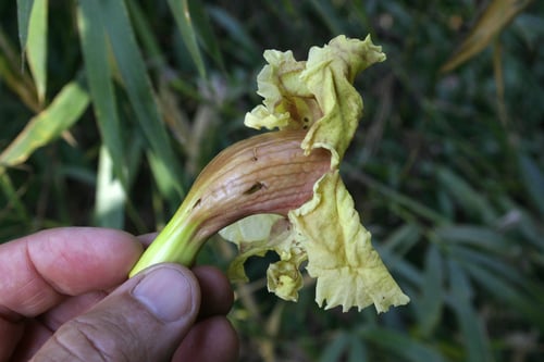 Markhamia stipulata