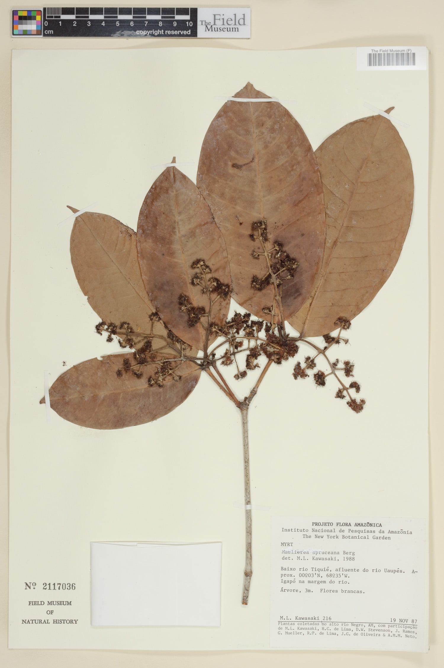 Marlierea spruceana (Spruce marlierea) — photo