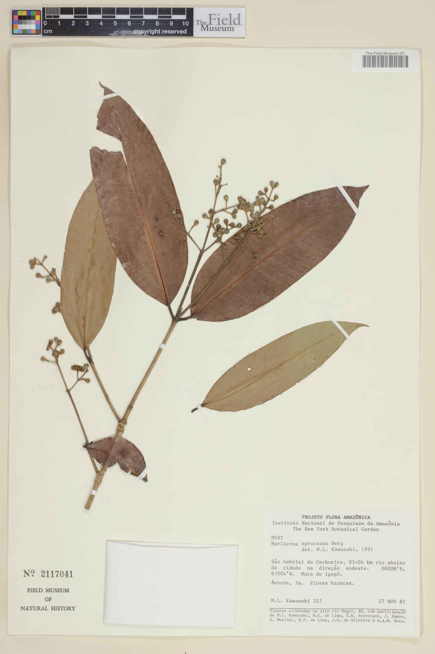 Marlierea spruceana (Spruce marlierea) — photo