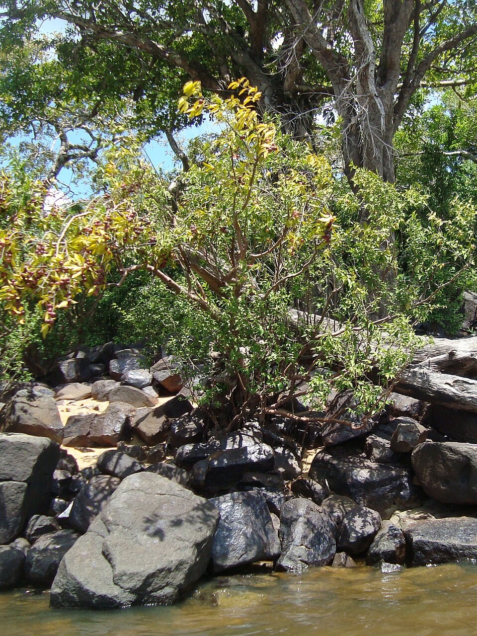 Marlierea spruceana