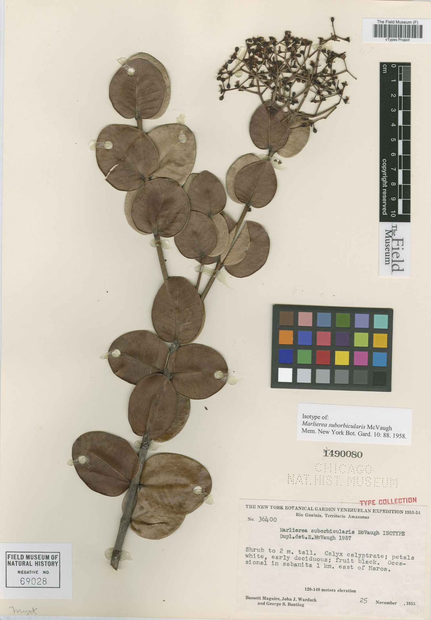 Marlierea suborbicularis