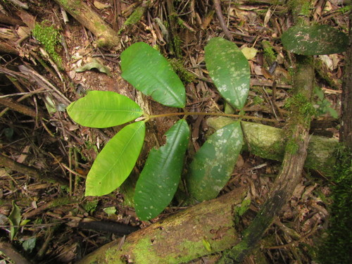 Marlierea sylvatica (Guacaranga) — photo