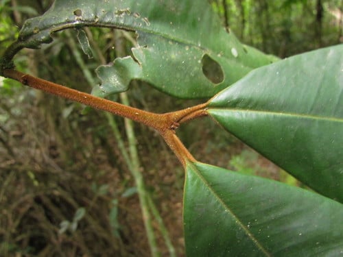 Marlierea sylvatica (Guacaranga) — photo