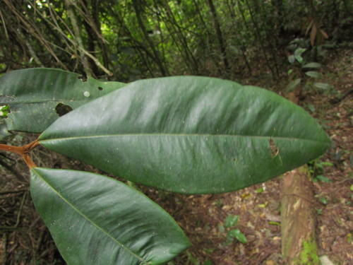 Marlierea sylvatica