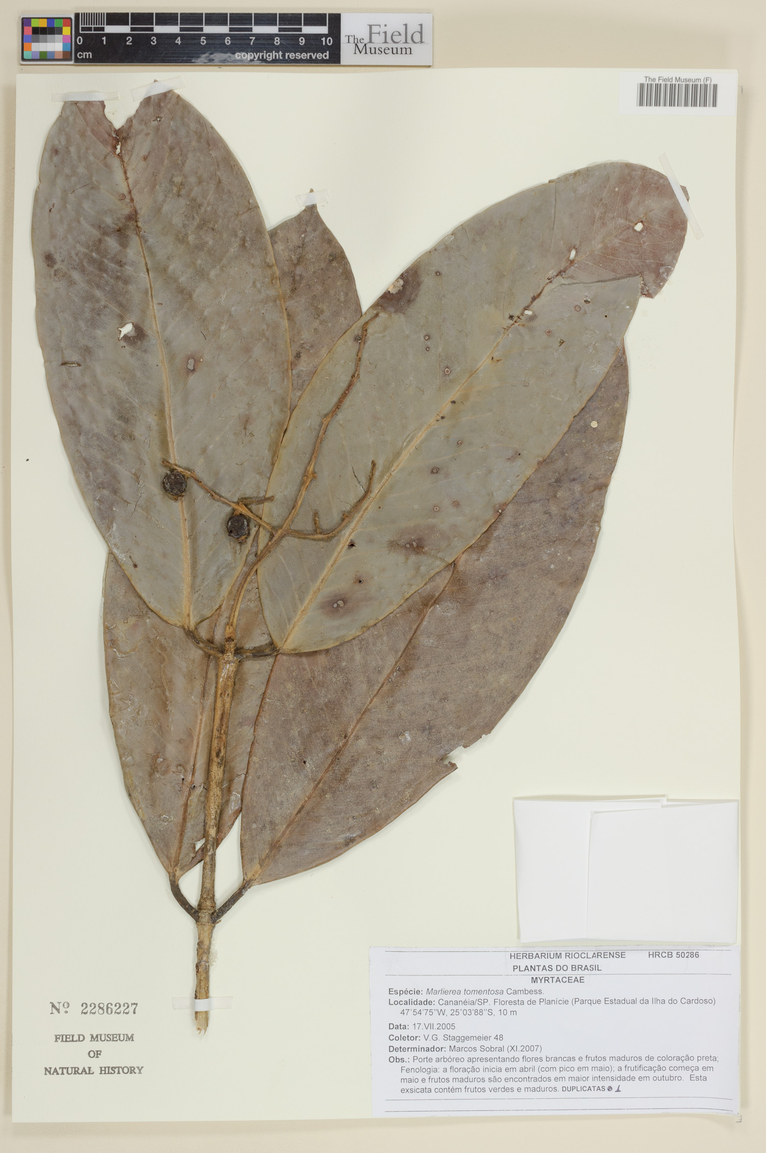 Marlierea tomentosa (Guaparanga) — photo